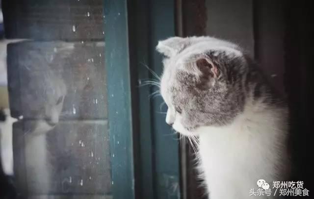 喵~铲屎官注意，郑州东区这家小店各种萌喵环绕，桌上披萨有料！