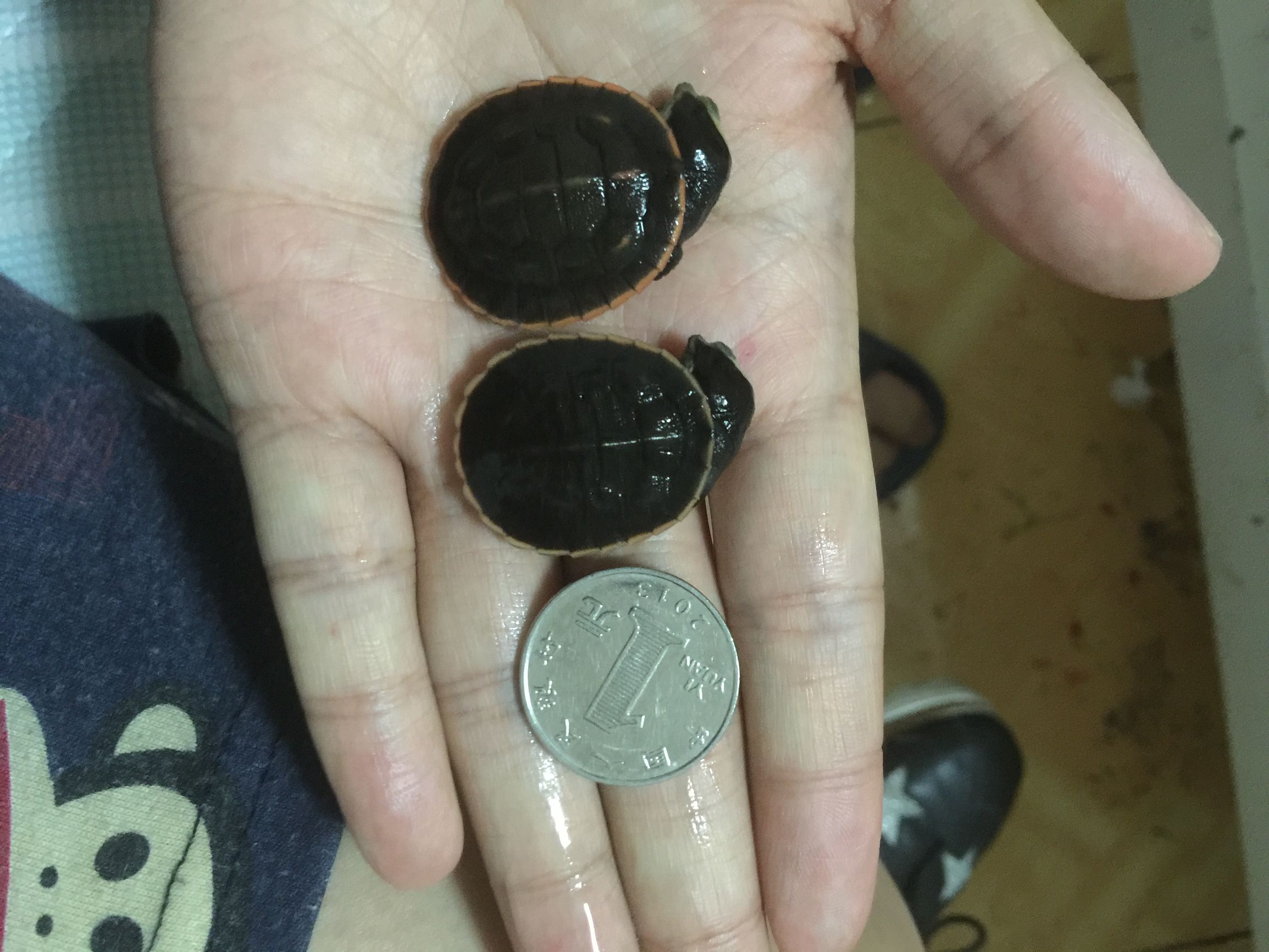 养圆澳龟的注意事项,圆澳幼龟饲养注意事项