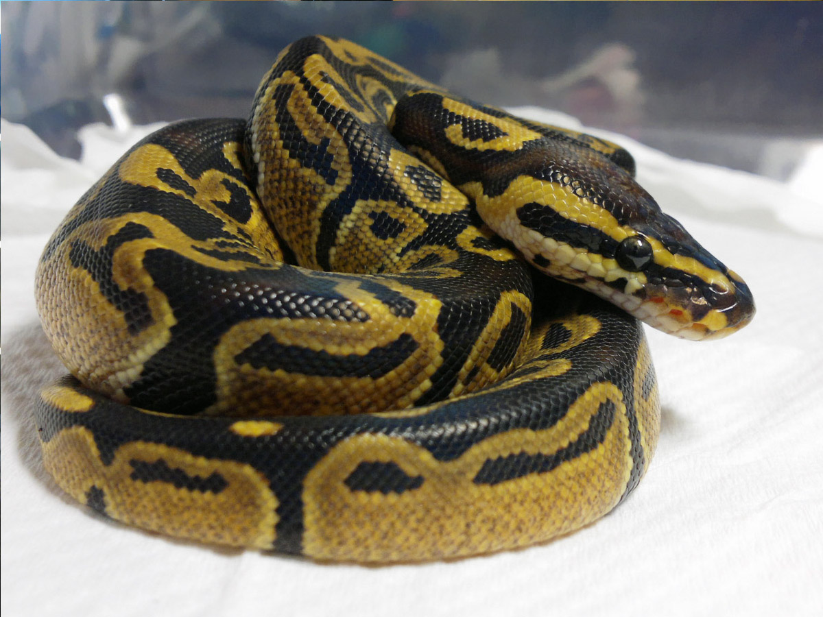 国内老百姓养殖什么动物能挣钱,农民养什么动物好赚钱