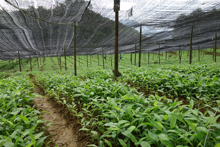 一百只羊死翘翘种棵葱你都能捅个天大漏子