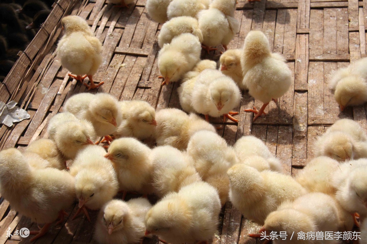 养鸡不怕水的小窍门,养鸡霉菌毒素对鸡的危害