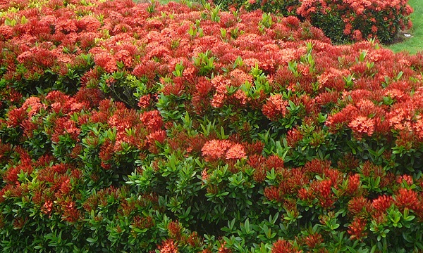 我国的国花是什么花正确答案,我国的国花是什么花