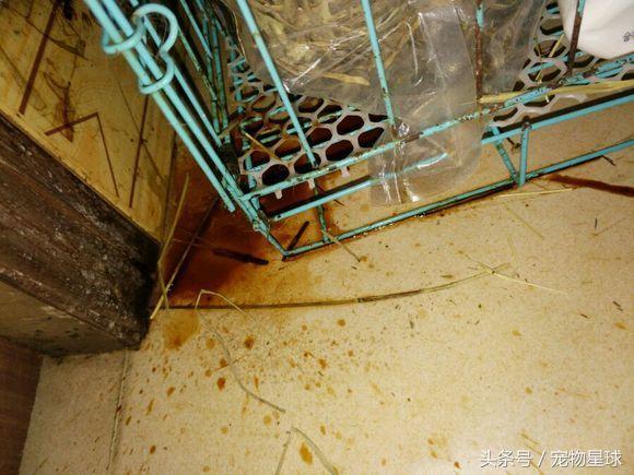 兔子生仔后尿血是怎么回事,兔子每天屎拉很多怎么回事