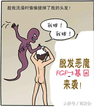 日本专利专攻白发何首乌洗发水,日本新技术成功解决脱发秃顶