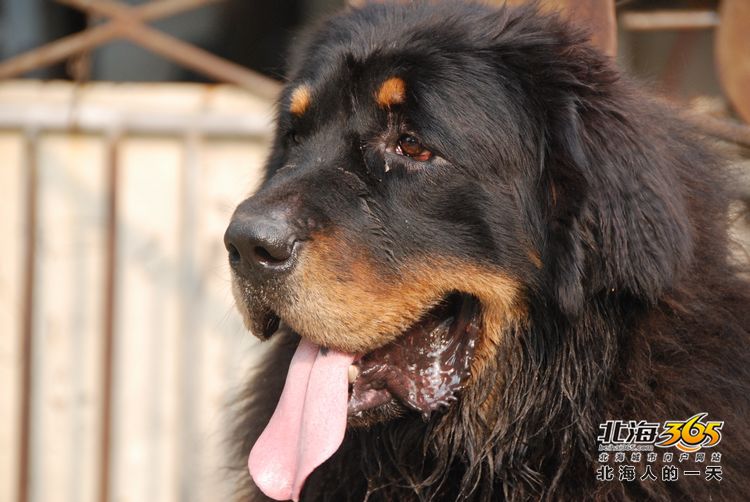 陈荣华北海,北海人的一天