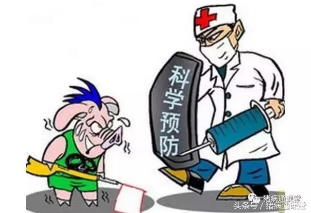 猪瘟怎么防治,猪瘟如何治疗