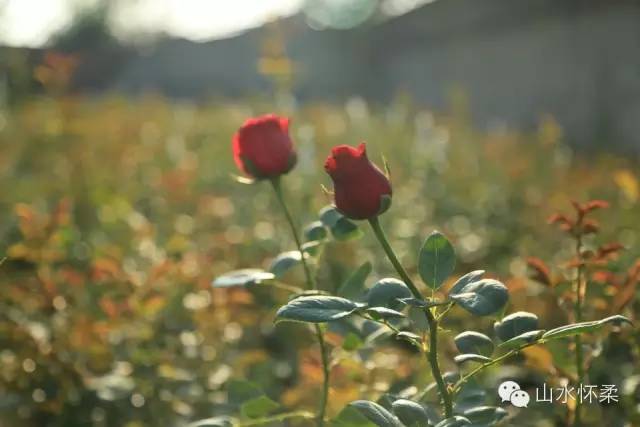 白色情人节至死不渝的爱情,白色情人节祝你幸福