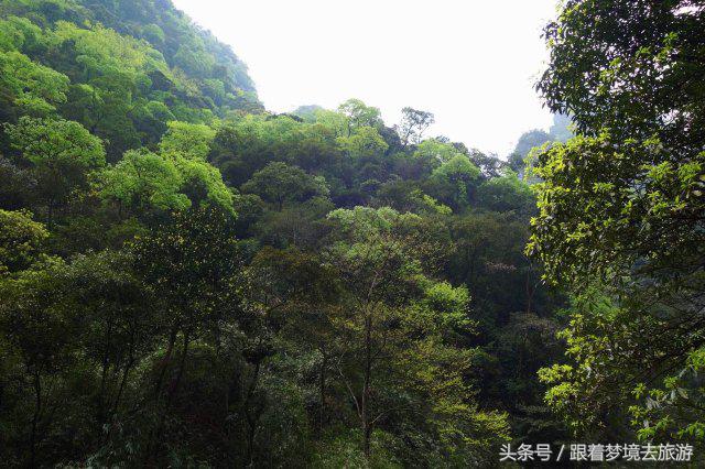 重庆最美黑山谷景区,重庆万盛黑山谷旅游如何