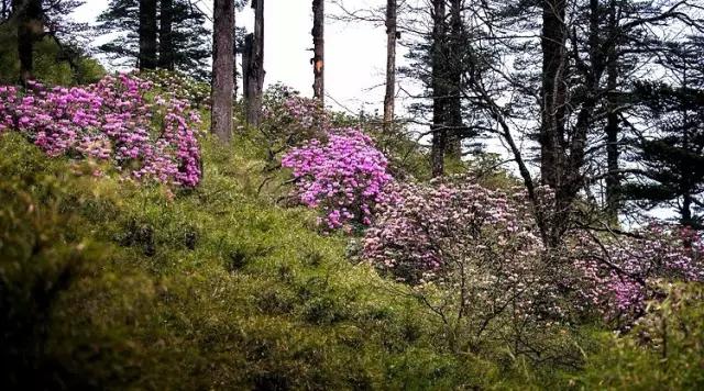 带你体验不一样的异国风情柬埔寨,去柬埔寨探寻神秘而又独特的美