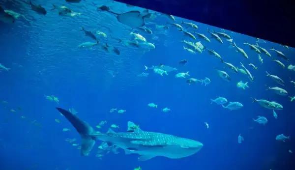 珠海长隆横琴酒店到海洋王国,珠海横琴长隆海洋王国门票价格