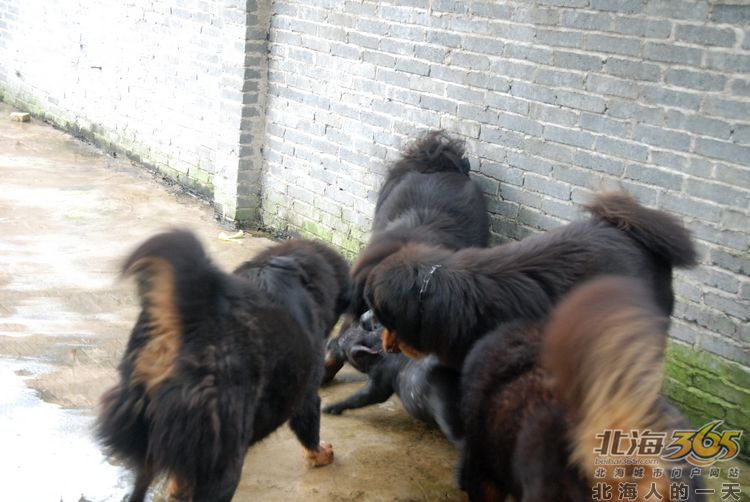 陈荣华北海,北海人的一天