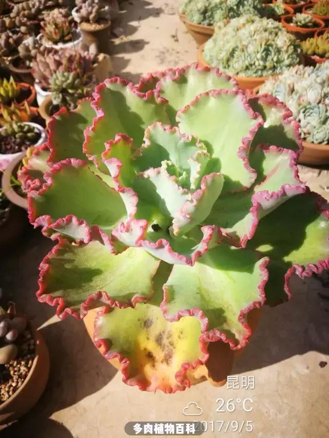 夕阳西下,养多肉的人没有在天涯,在家!