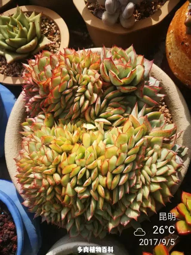 夕阳西下,养多肉的人没有在天涯,在家!