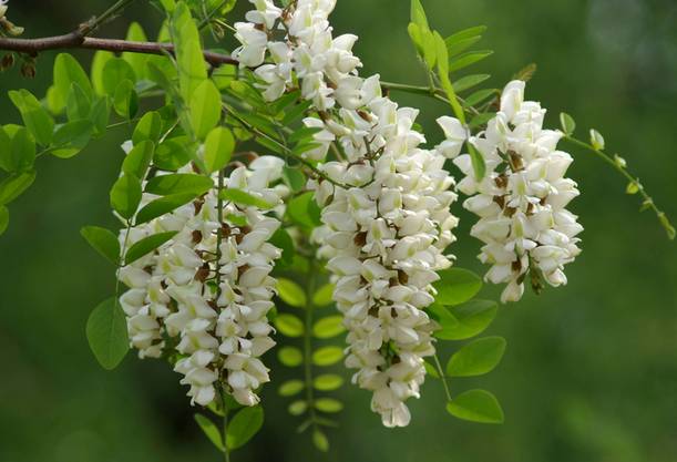 千万别离开龙口，因为有些味道无法代替