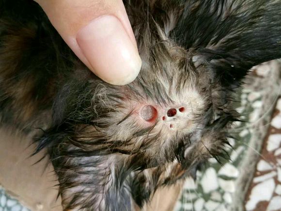 捡到一只小奶猫后续,捡到一只还未睁眼的小奶猫怎么办