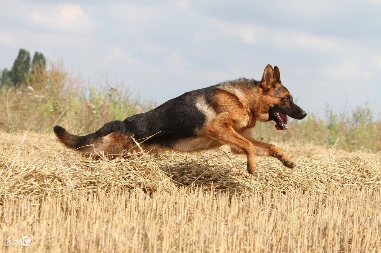 锤系德牧好还是赛级德牧好,为什么叫德牧狼狗