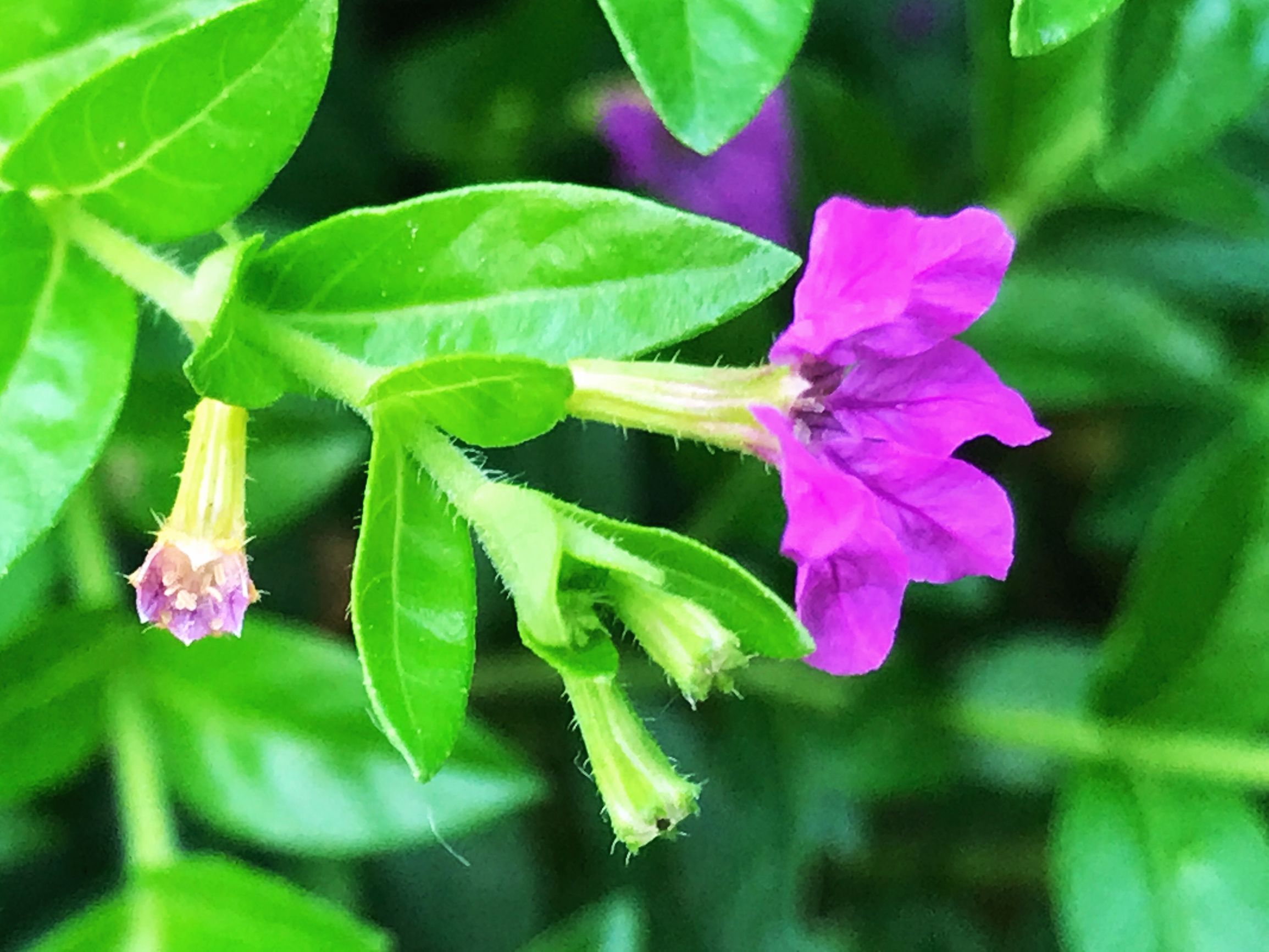 细叶雪茄花介绍,细叶雪茄花的花种