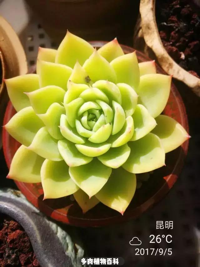 夕阳西下,养多肉的人没有在天涯,在家!