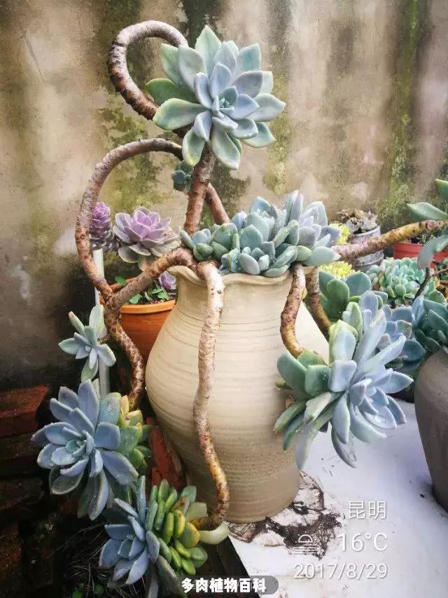 夕阳西下,养多肉的人没有在天涯,在家!