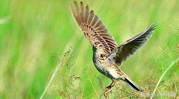 你认识百灵鸟吗,会说话的百灵鸟