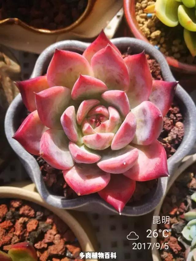 夕阳西下,养多肉的人没有在天涯,在家!