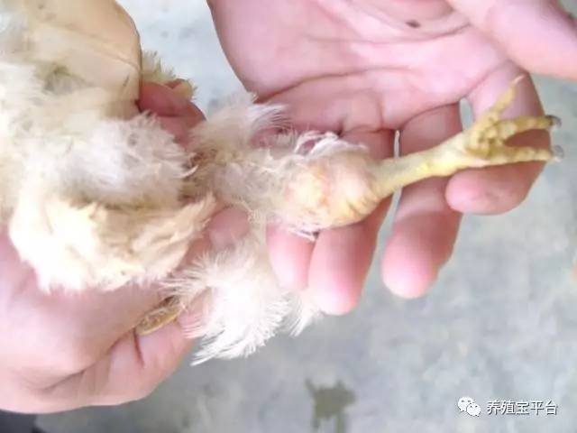 鸡腿部疾病产生的原因及预防措施,鸡腿部青紫是什么病