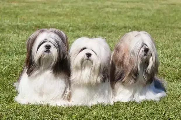 中华田园犬在其他国家是名犬吗,中华田园犬八大名犬国家保护动物