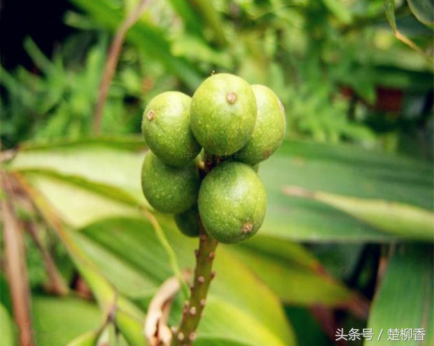 深山不起眼的“它”,竟是我国四大南药，卖100元/公斤！