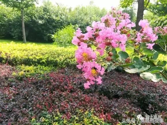 高邑今天的事,高邑那些事儿