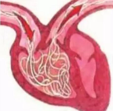 法斗寄生虫有哪些,法斗小肠寄生虫感染