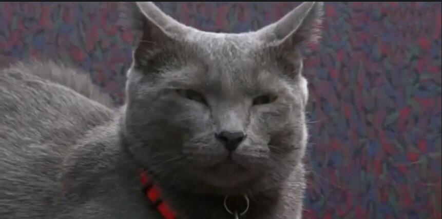 中国最贵的十种宠物猫,最贵的宠物猫有哪些