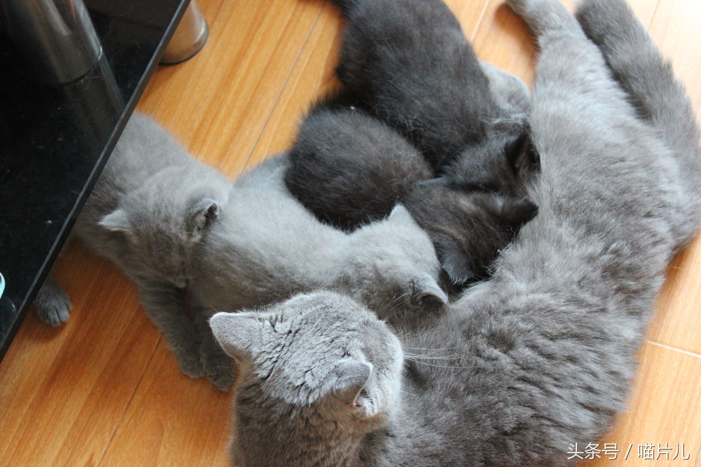 猫咪坐月子,猫咪坐月子要多长时间