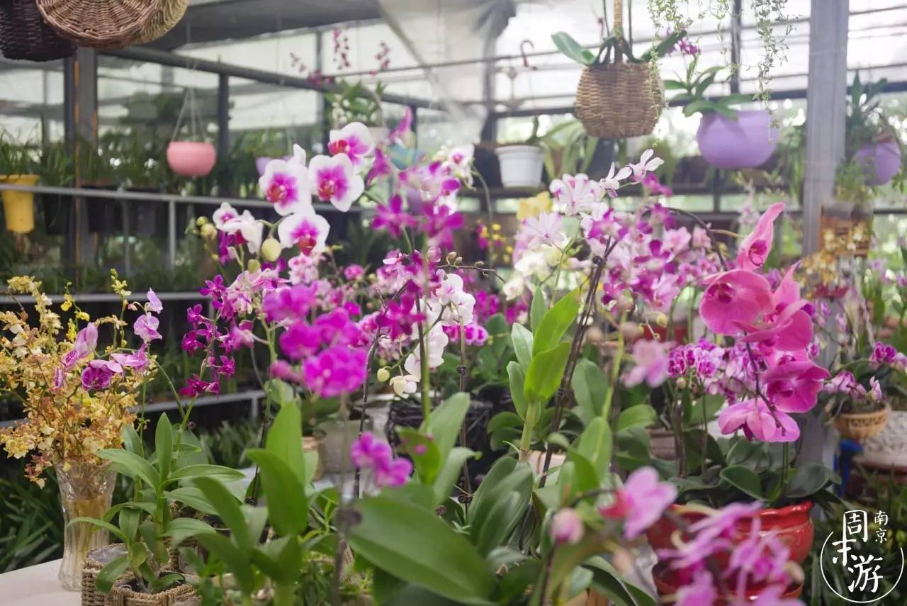 南京的花鸟市场在什么地方,南京夫子庙花鸟鱼虫市场