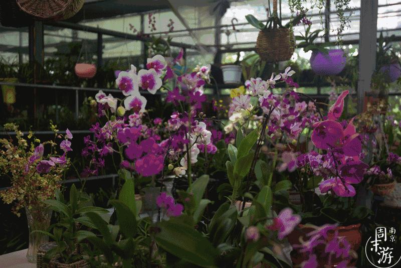 逛各种花鸟市场,南京花鸟鱼虫市场失火