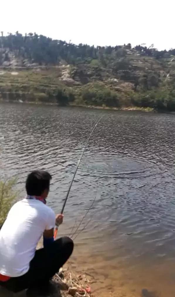 龙纹鲤钓草鱼,龙纹鲤4代钓草鱼