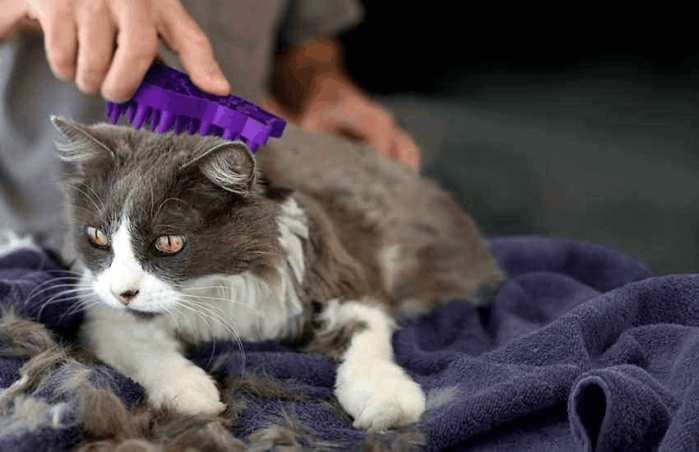 猫咪毛发暗淡无光泽掉毛怎么办,猫咪毛发黄什么时候可以变白