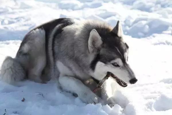 哈士奇刷新了我对二哈的认知,这只哈士奇颠覆了我对二哈的看法