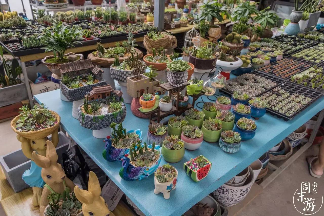 逛花鸟鱼虫市场的视频,逛各种花鸟市场