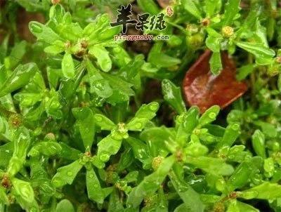 潮汕青草药书大全,潮汕青草药使用大全