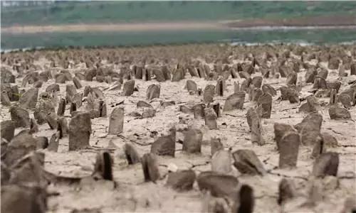 全球公认最好吃的五种贝类,比较特别的贝类有哪些