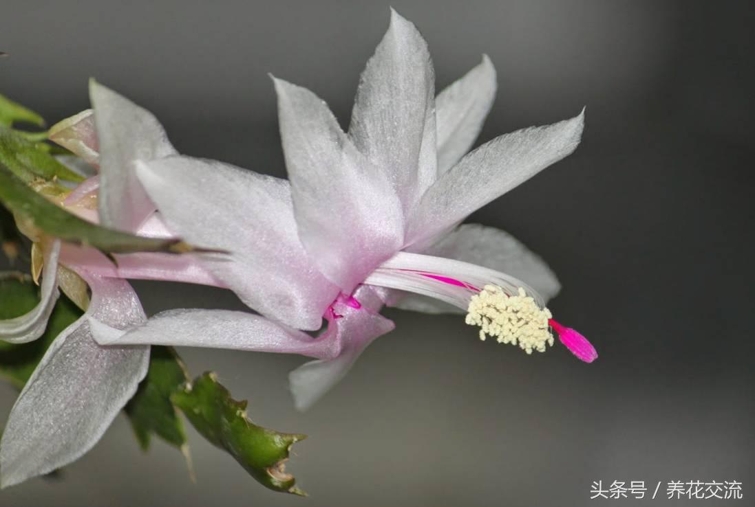 花开富贵蝴蝶兰怎么养,花开如瀑养殖方法