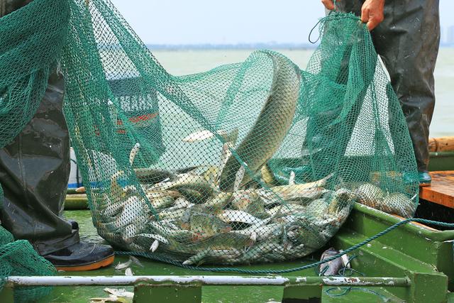 太湖七都美味鱼蟹现捕现吃，还能看鸬鹚，就这么傲娇｜内附视频