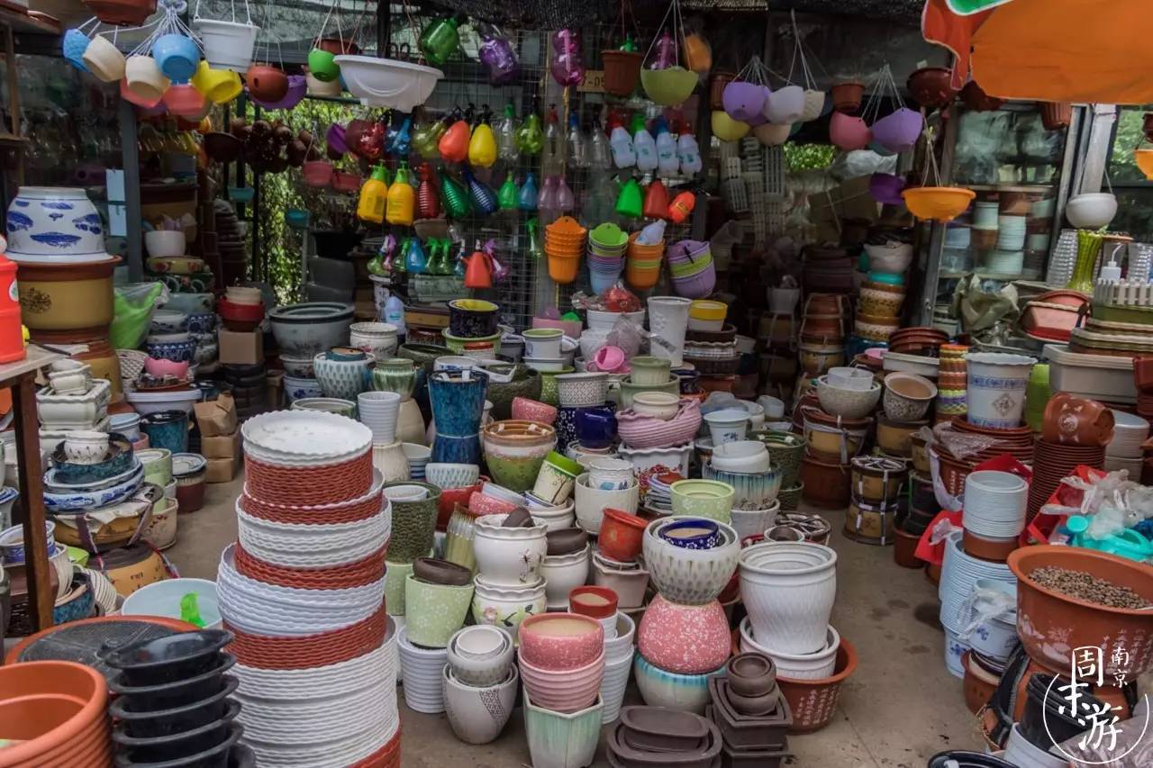 逛花鸟鱼虫市场的视频,逛各种花鸟市场