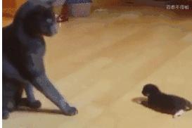 猫咪难产横位表现,猫咪难产的几率有多大