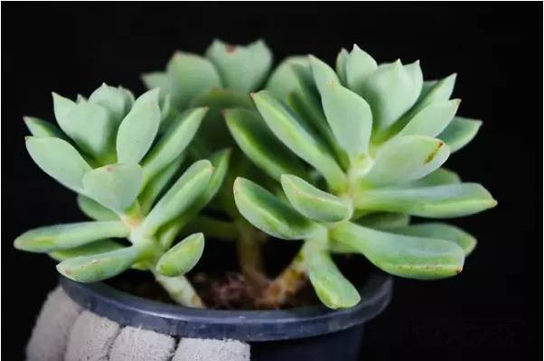 韩国多肉品种贵么,韩国多肉哪几种值得养