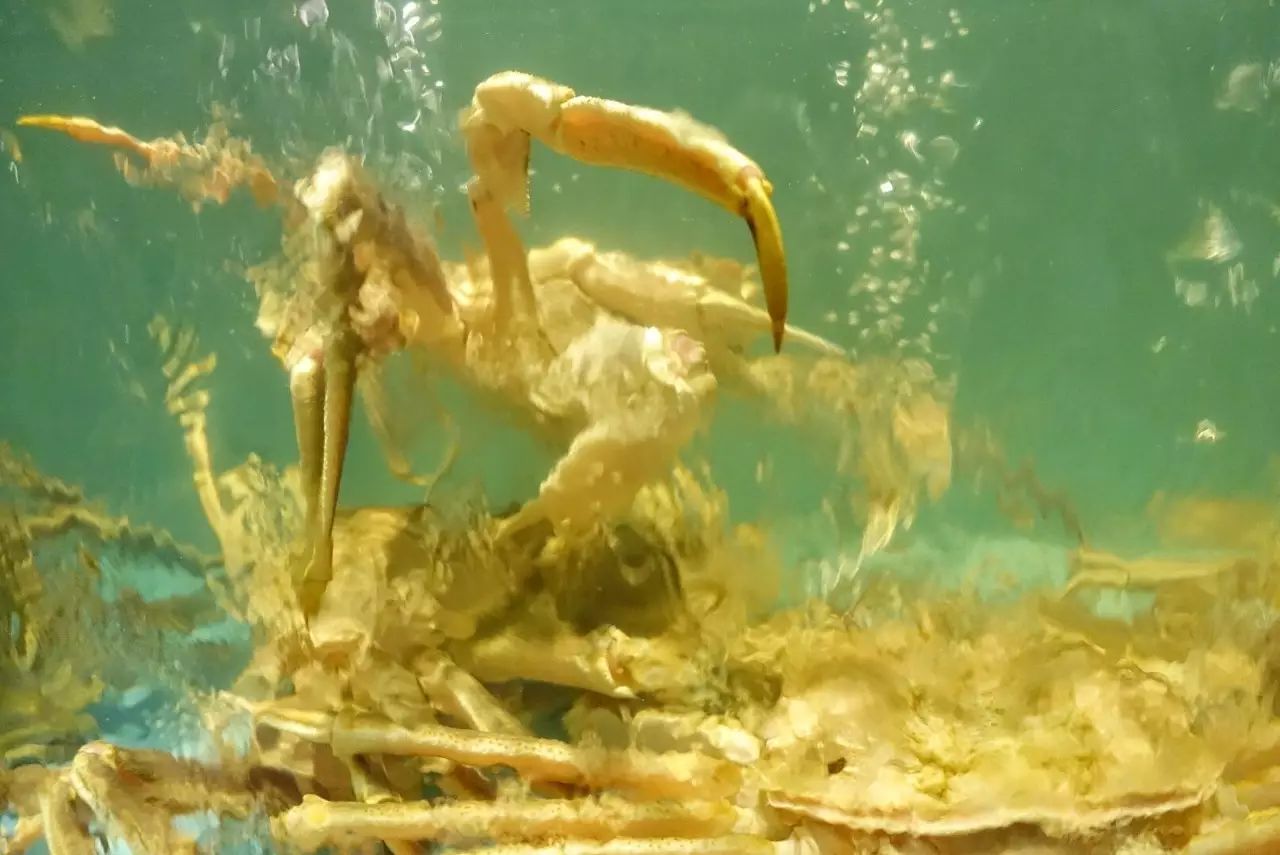 南京最正宗活蟹料理,正宗的日式蟹料理