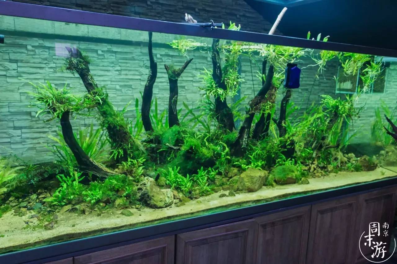 南京花鸟鱼虫市场,南京最大的花鸟虫市场