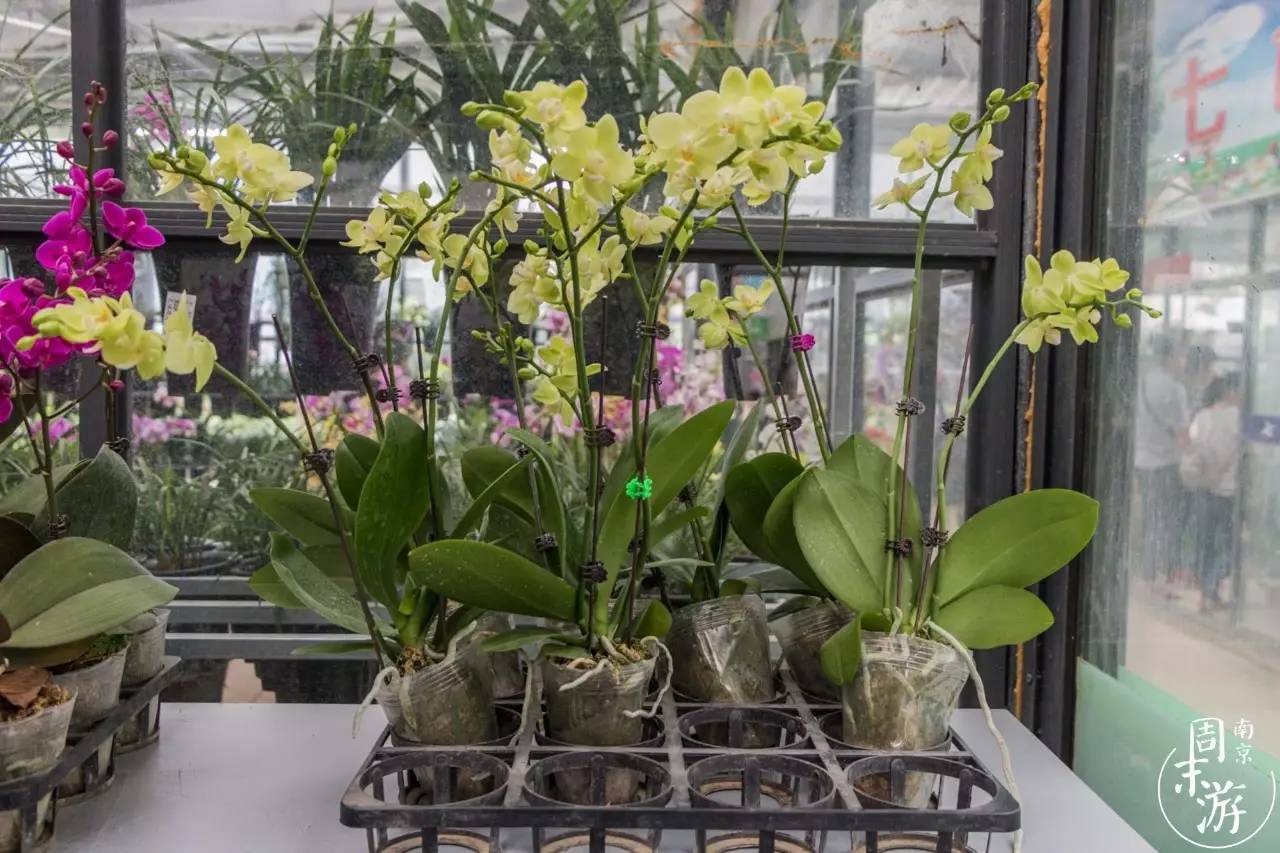 逛花鸟鱼虫市场的视频,逛各种花鸟市场