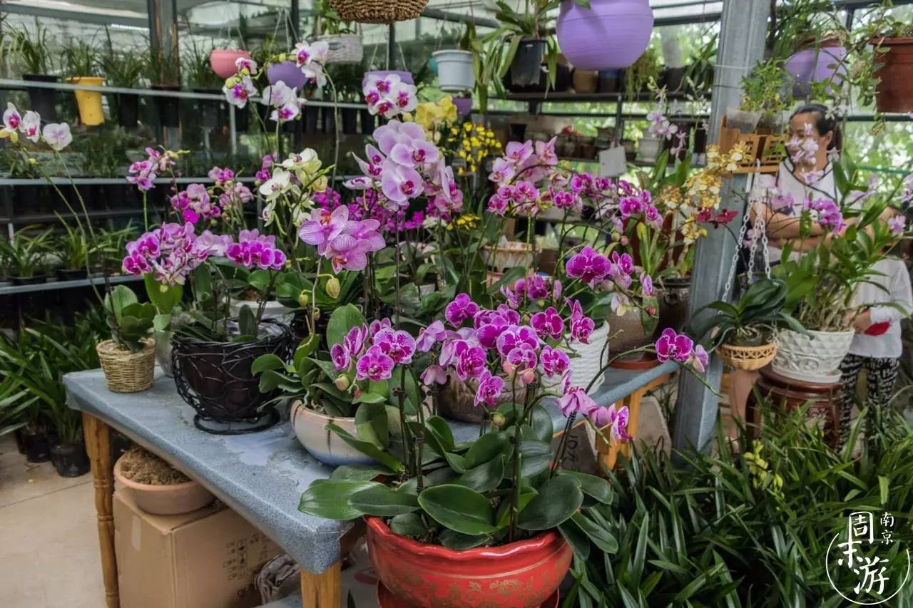 南京花鸟鱼虫市场,南京最大的花鸟虫市场