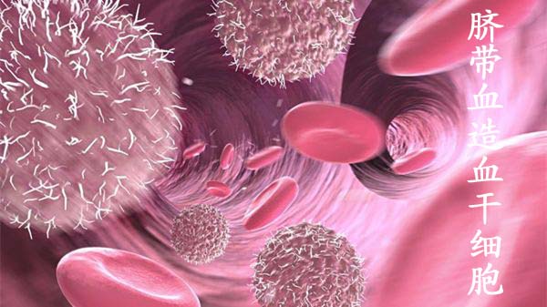 脐带血造血干细胞,脐带血造血干细胞知识了解